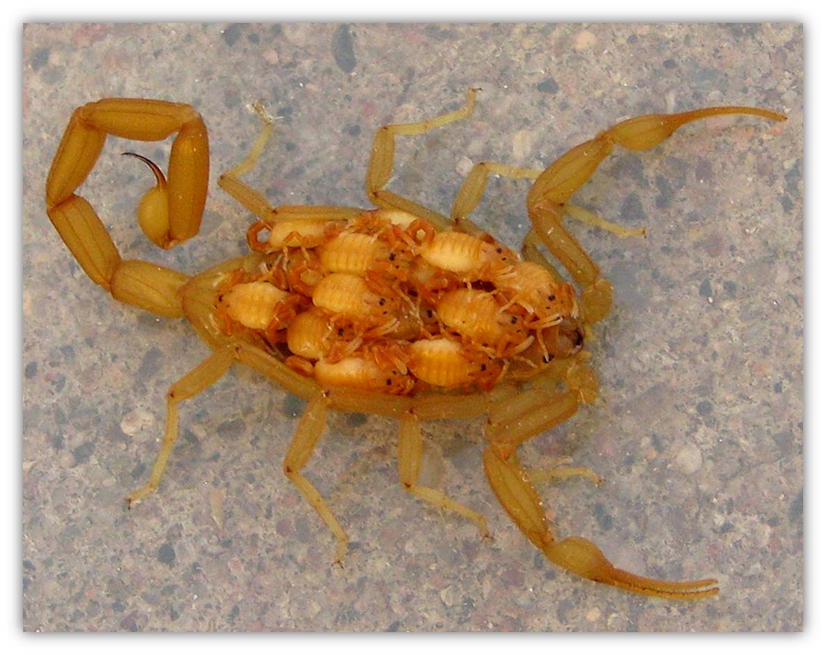 Top Scorpion Facts, Phoenix, AZ